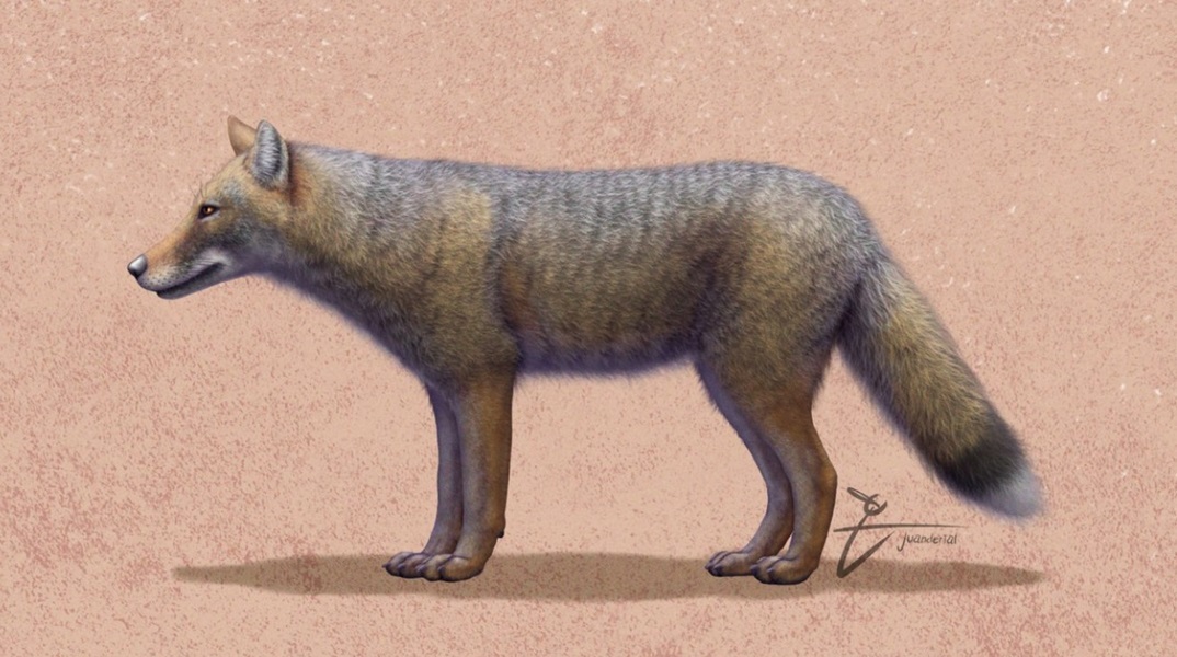 Το εξαφανισμένο είδος αλεπούδων Dusicyon avus 