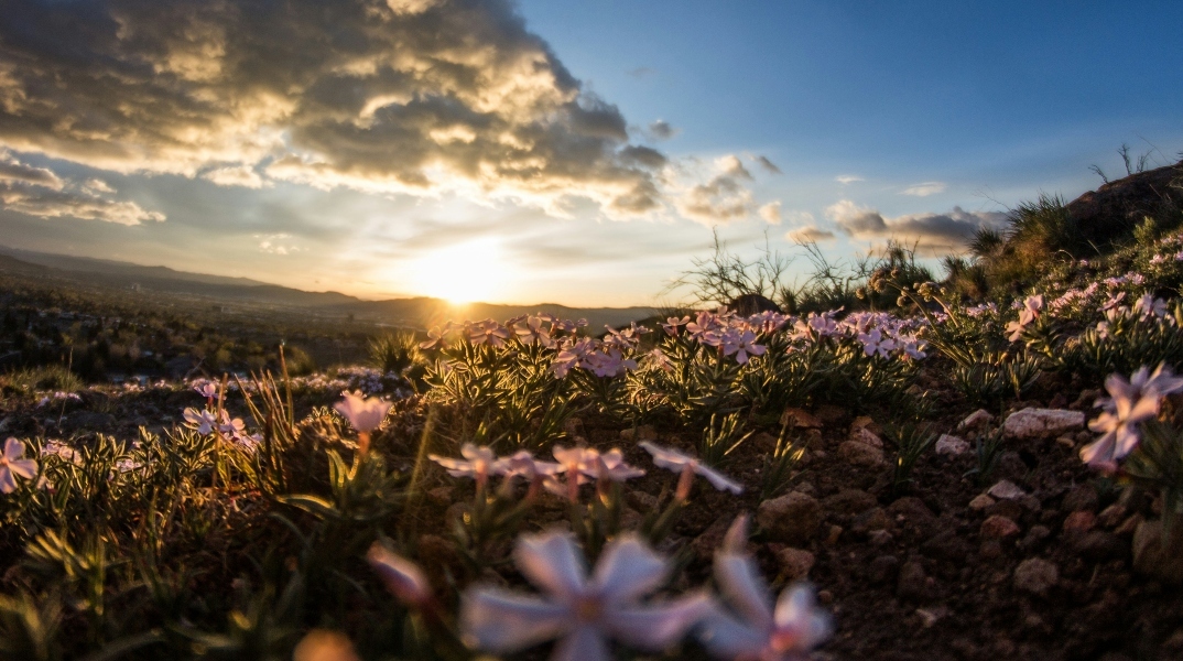 Ηλιοβασίλεμα στο βάθος με ροζ λουλούδια 