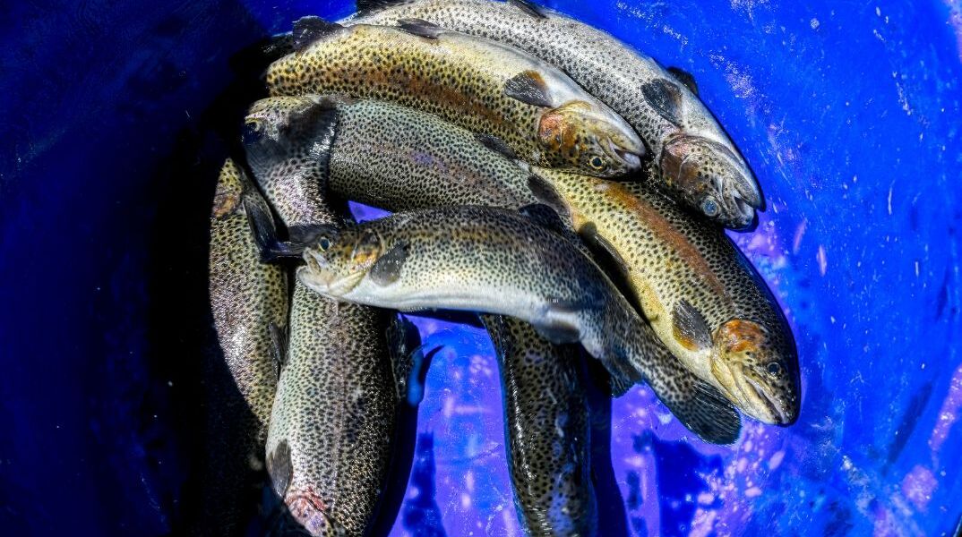 ΕΦΕΤ: Ανακαλείται παρτίδα καπνιστής πέστροφας