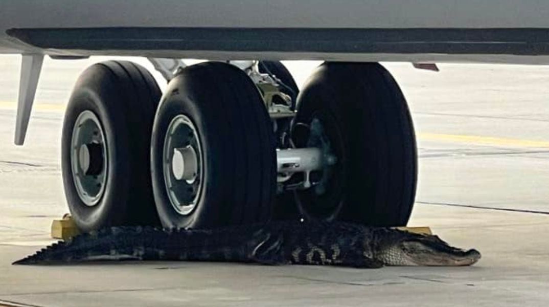 Ο αλιγάτορας την ώρα της σιέστας μπροστά από τις ρόδες ενός αεροσκάφους στη Φλόριντα των ΗΠΑ