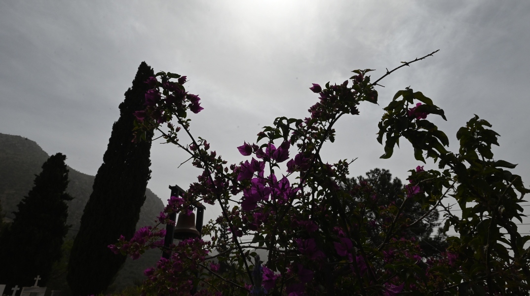 Λουλούδια κόκκινα, κυπαρίσσια, καμπάνα, ουρανός