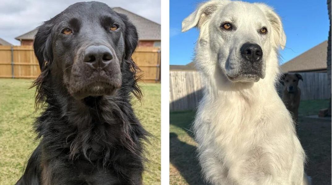 Μαύρος σκύλος έγινε λευκός 2,5 χρόνια μετά τη διάγνωση με λεύκη
