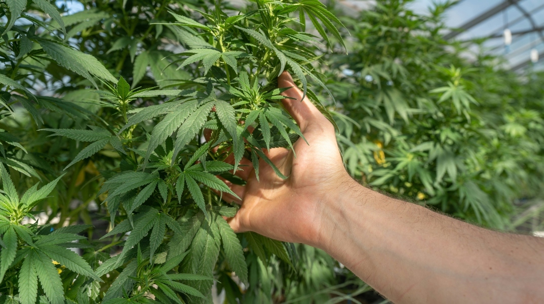 Χέρι ακουμπάει πράσινα φύλλα