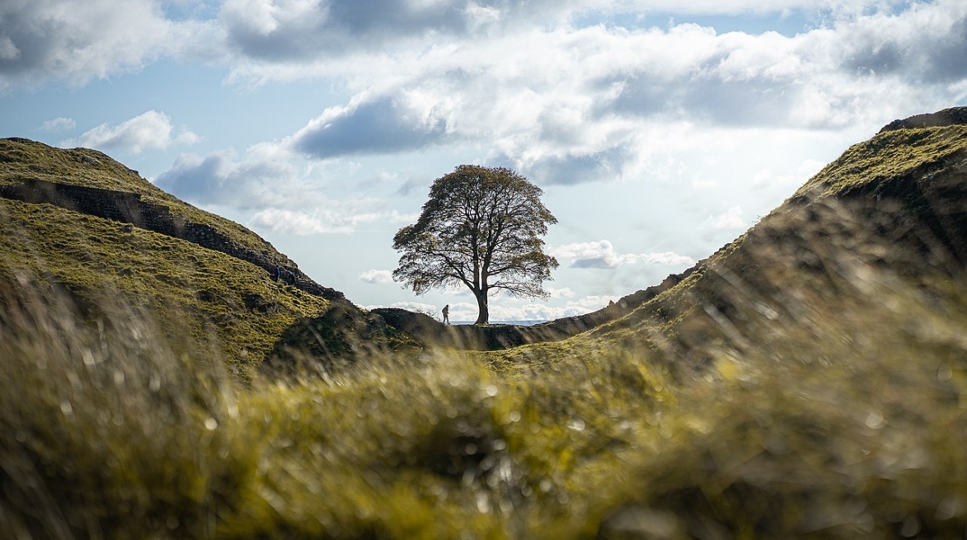 Δέντρο και άνθρωπος