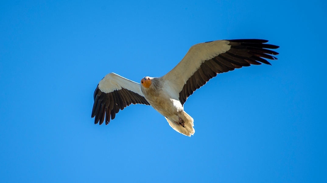 Ορνιθολογική 