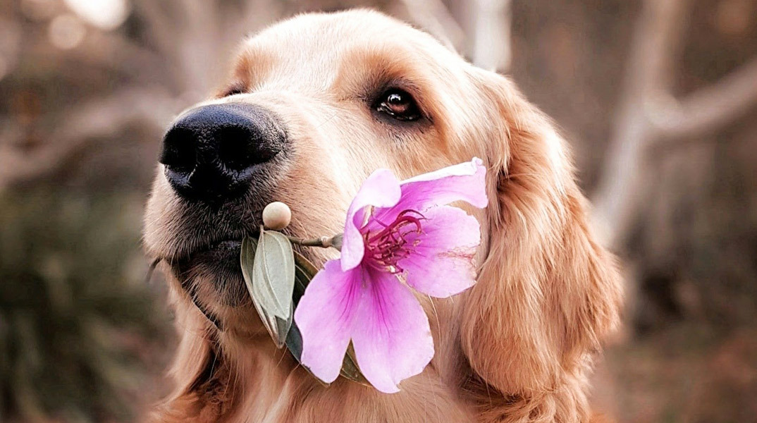 Πρωτοβουλία για λιγότερα αδέσποτα στην Ελλάδα