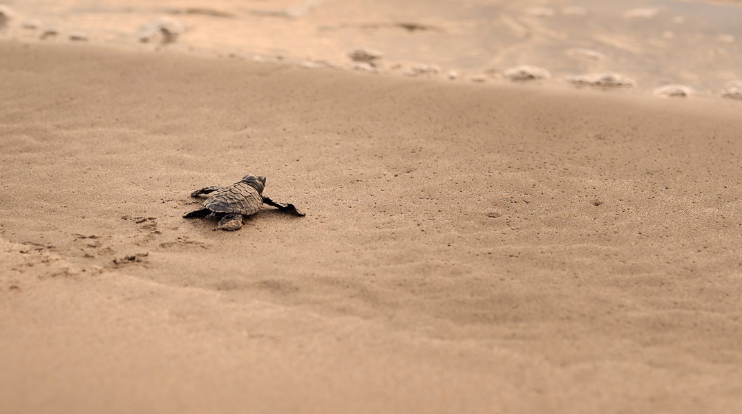 Λόγω της Κλιματικής Αλλαγής, νωρίτερα από άλλες χρονιές η ωοτοκία για τις χελώνες καρέτα καρέτα 