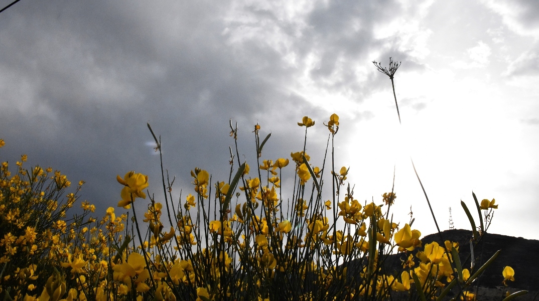 κιτρινα λουλουδια, ουρανος, συννεφα