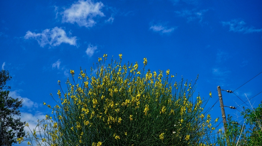 κιτρινα λουλουδια, ουρανος, συννεφα
