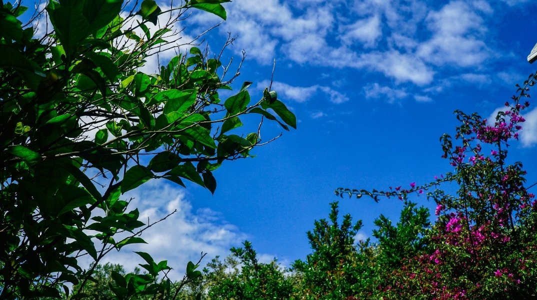 λουλουδια, πράσινο, συννεφα