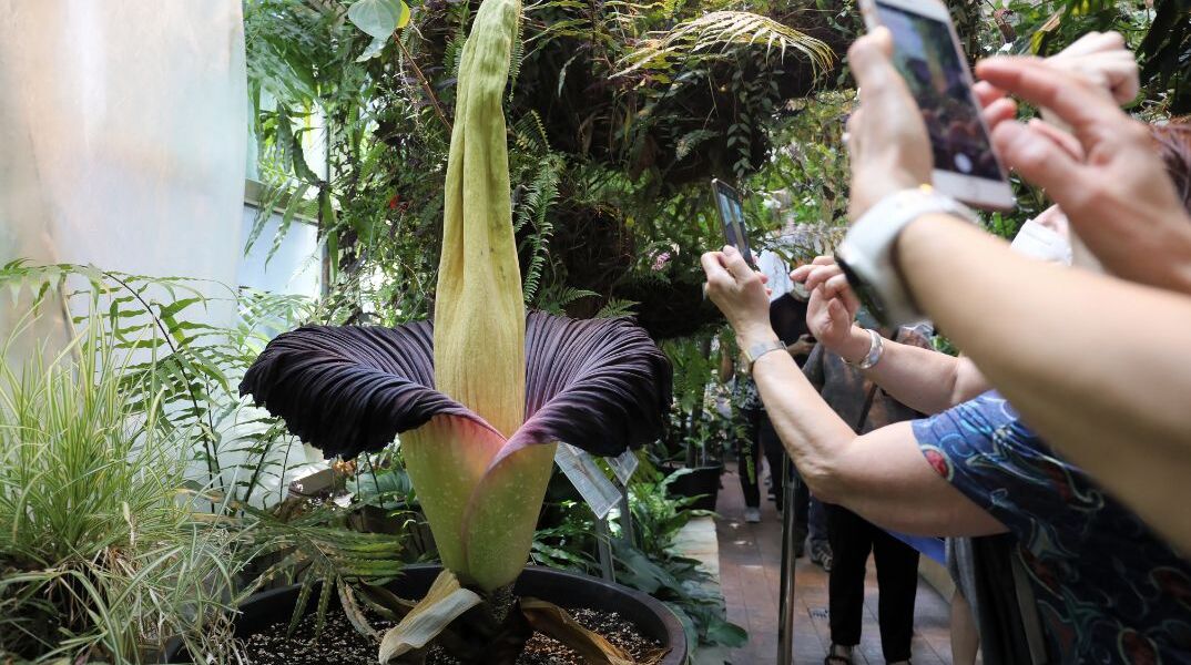 Πλήθη συρρέουν στο Βέλγιο για τον «Φαλλό του Τιτάνα», ένα γιγάντιο λουλούδι που ανθίζει μια φορά για τουλάχιστον τρία χρόνια για λίγες ώρες