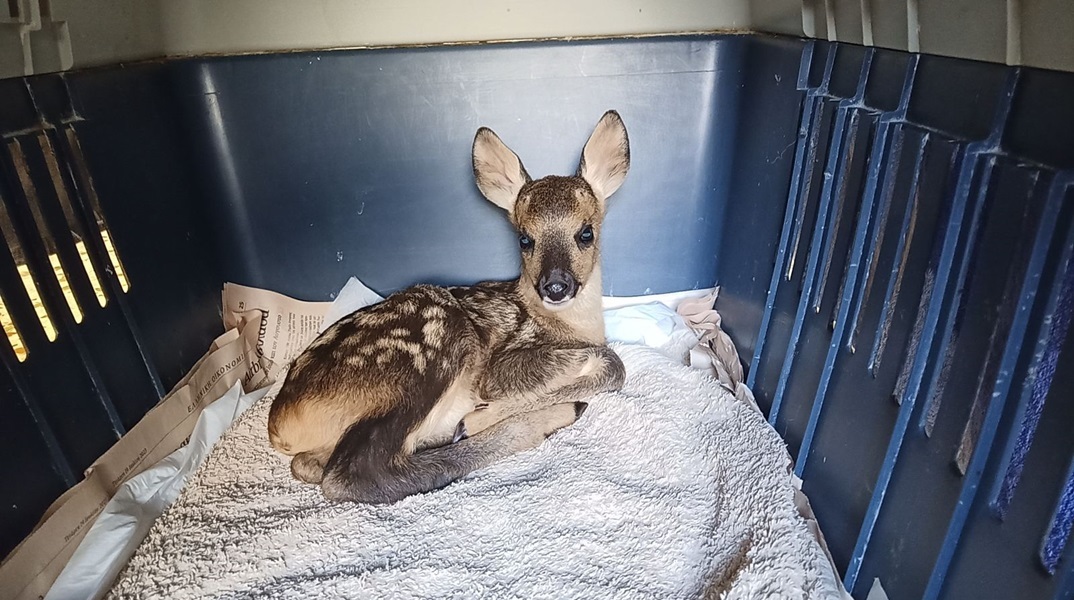 Ζαρκαδάκια θα λάβουν τις απαραίτητες θεραπείες για να επιστρέψουν στη φύση
