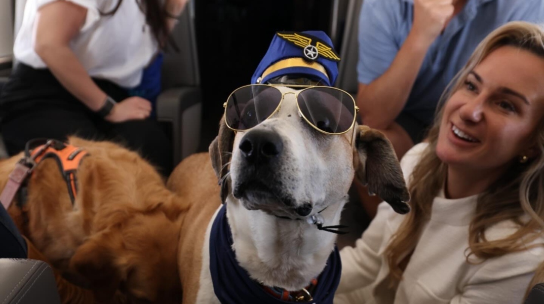 σκυλος, γυαλια, καπελο, αεροπλανο