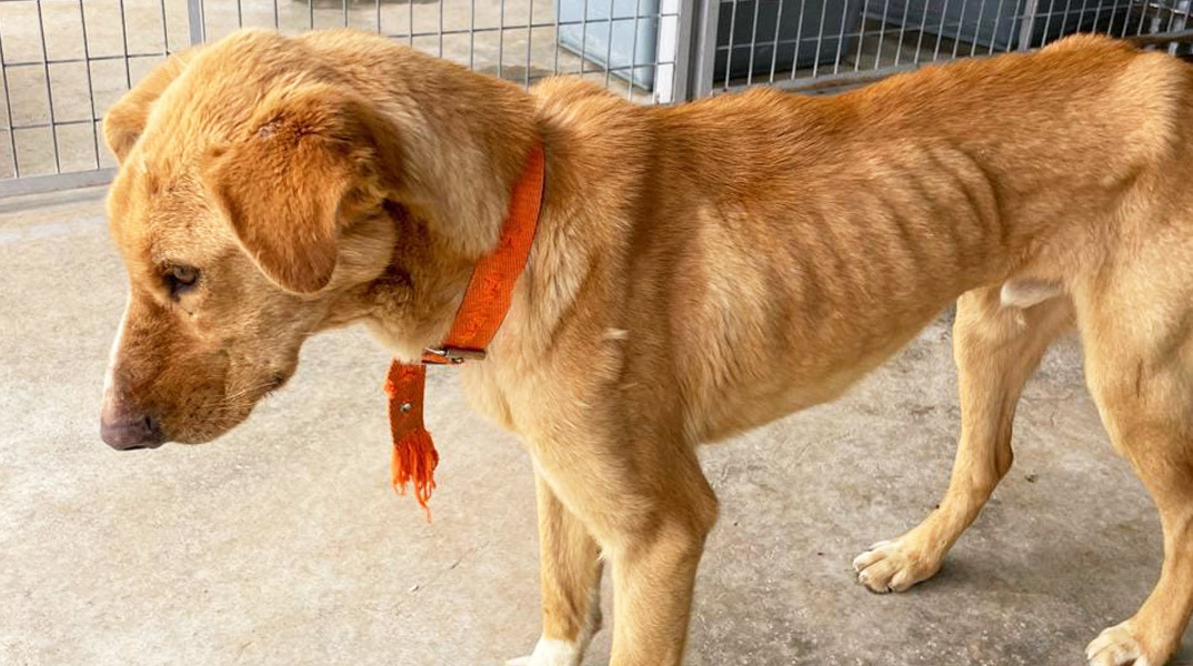 Σκελετωμένα σκυλιά στο κυνοκομείο Τρίπολης