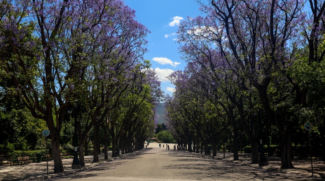 δεντρα, δρομος, ουρανος