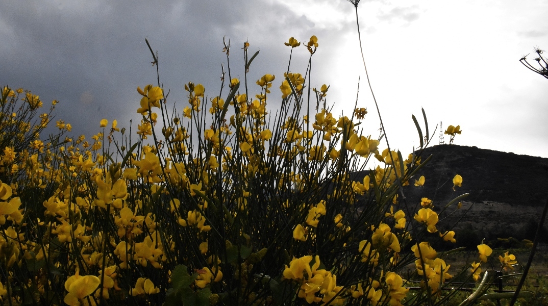 κιτρινα λουλουδια, ουρανος, συννεφα