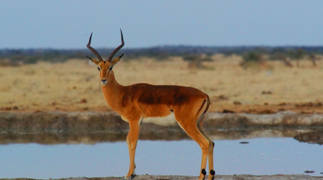 Αντιλόπη: Πνίγηκε από πλαστικό καπάκι και πέθανε σε ζωολογικό κήπο