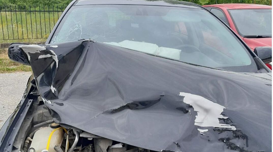 Νεκρή αρκούδα μετά από σύγκρουση με αυτοκίνητο στην Καστοριά 