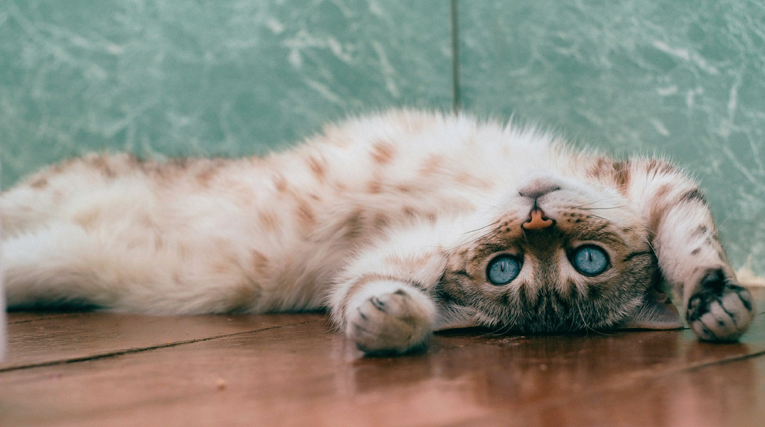 6 λόγοι που οι γάτες που νιαουρίζουν η μία στην άλλη