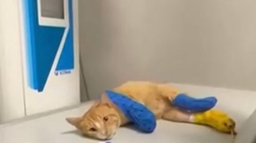 Ήφαιστος: Το γατάκι που υπέστη ακρωτηριασμούς θα λάβει προσθετικά μέλη