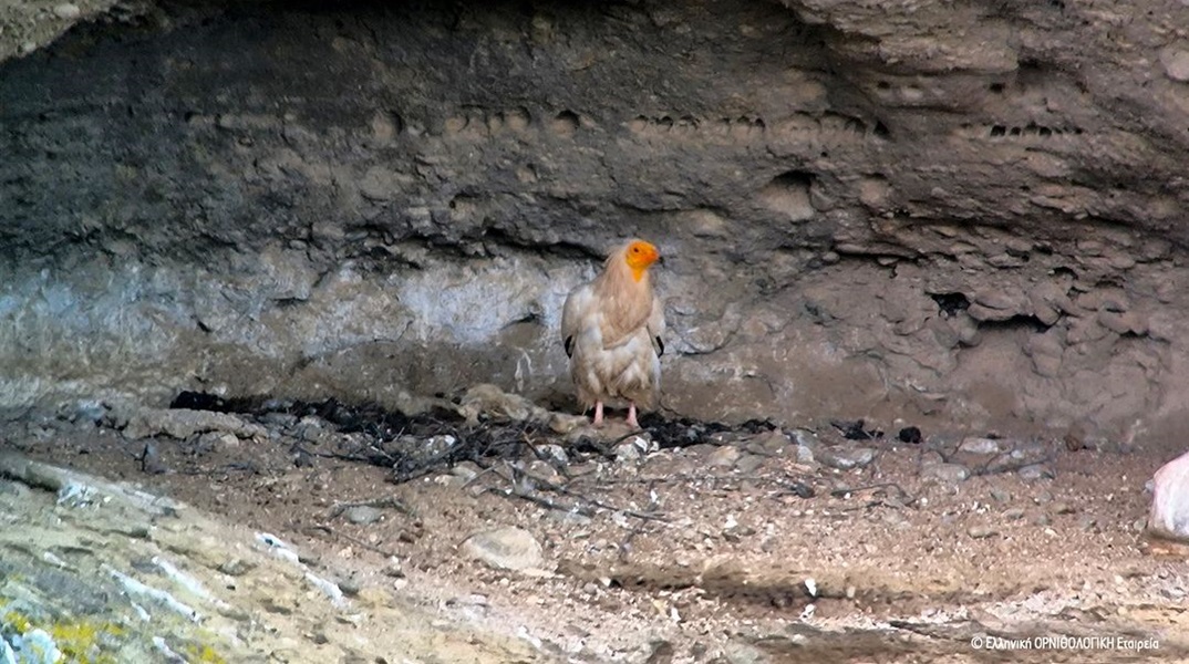 Γεννήθηκε για πρώτη φορά μετά από 6 χρόνια Ασπροπάρης στα Μετέωρα 