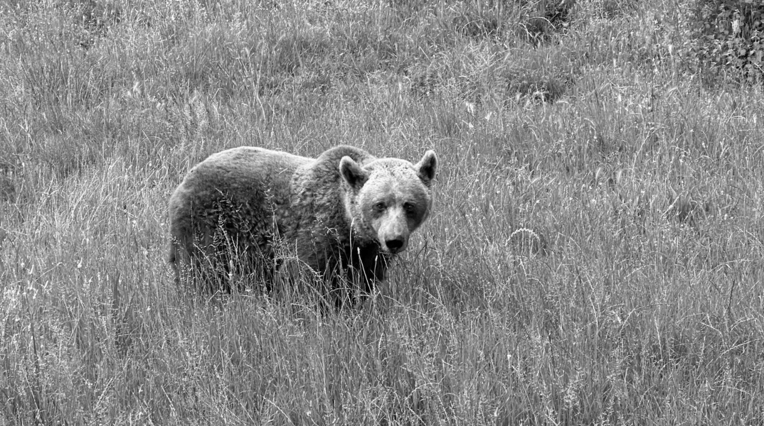 αρκουδα, δασος