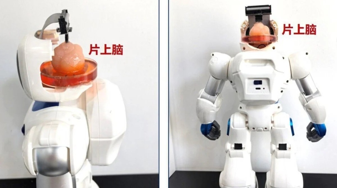 ρομποτ με εγκεφαλο