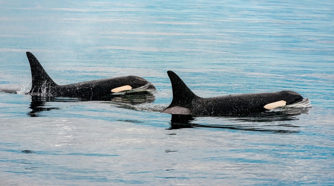 2 ορκες, θαλασσα