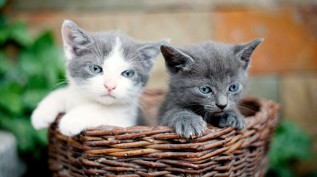 γατάκια 