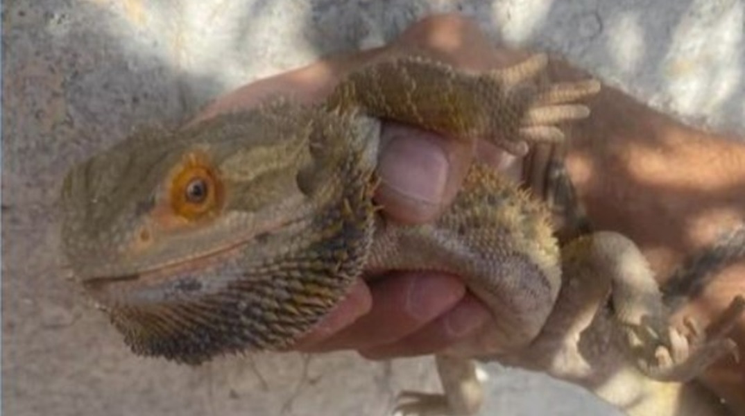 Θεσσαλονίκη: Γενειοφόρος «δράκος» σουλατσάρει στους δρόμους της πόλης (video)