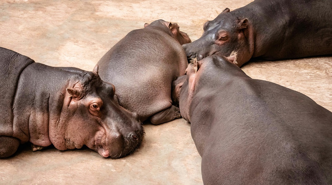 Πετάνε οι ιπποπόταμοι; «Ναι» λένε οι ερευνητές και αναλύουν τον τρόπο