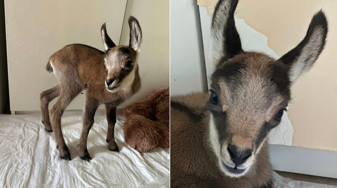 μικρο κατσικακι