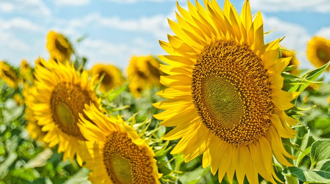 Εορτολόγιο: Σήμερα 13 Ιουλίου 2024 γιορτάζει…