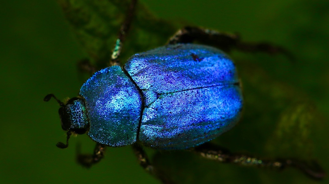 Κλιματική αλλαγή: Πώς επηρεάζει τα χρώματα και τη σεξουαλική ζωή των εντόμων