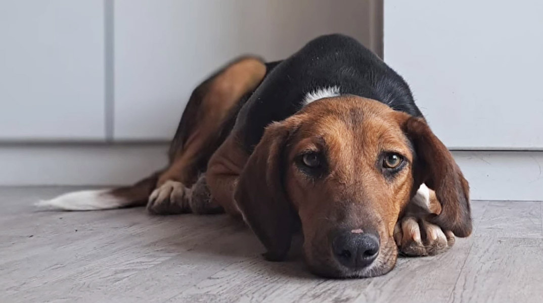 Γιορτή Υιοθεσίας Αδέσποτων