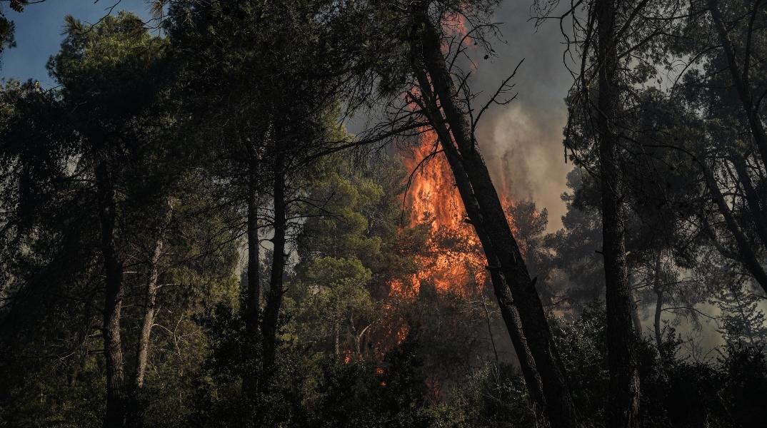 φωτια, δασος, καπνος