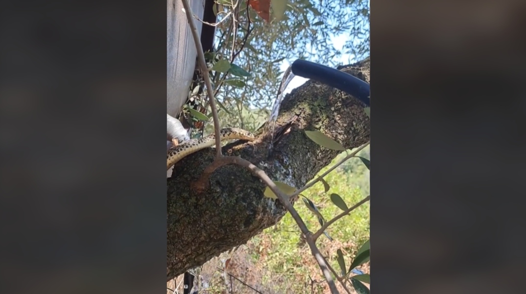 φιδι, δεντρο, νερο