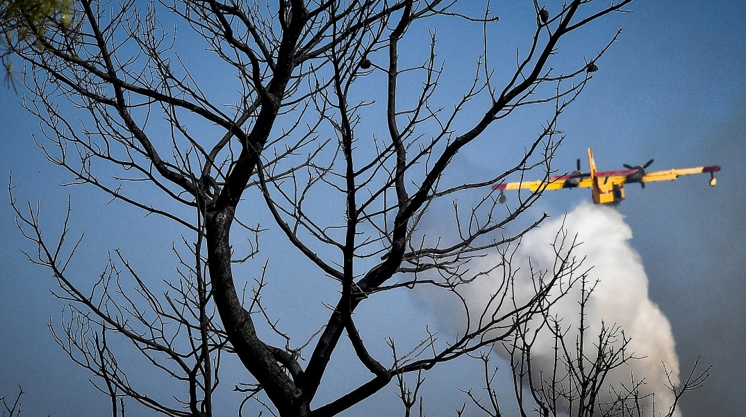 δεντρα, αεροσκαφος πυροσβεστικης