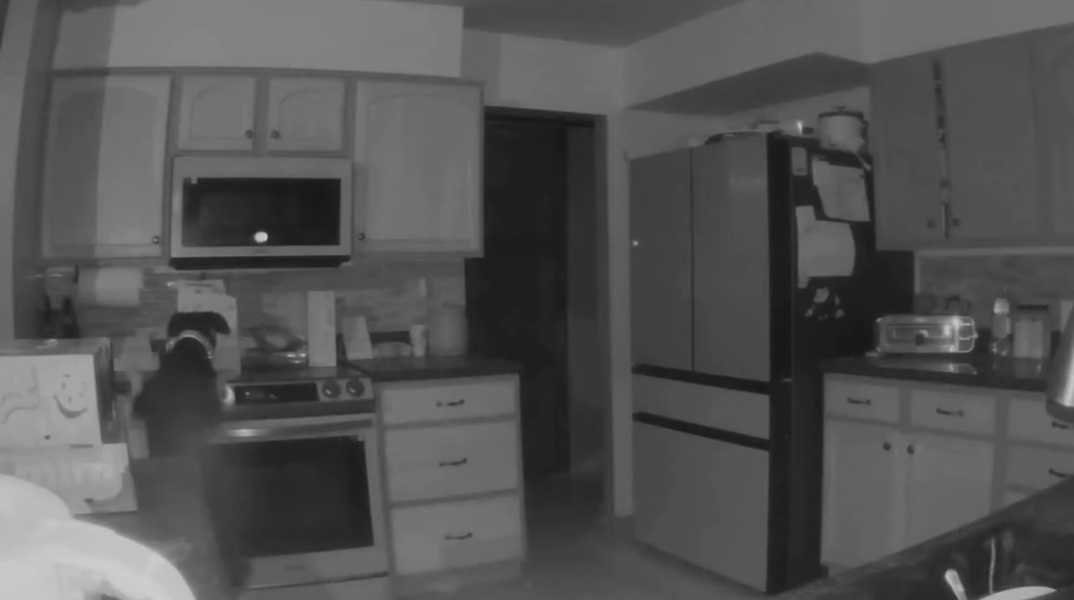 Σκύλος, κουζίνα