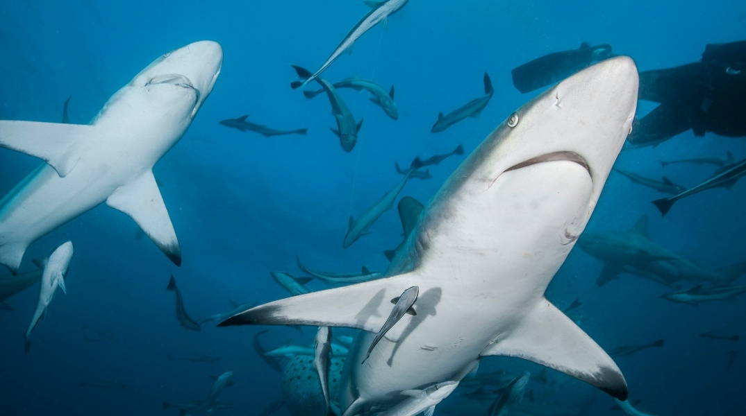 καραχαριες, ψαρια, θαλασσα