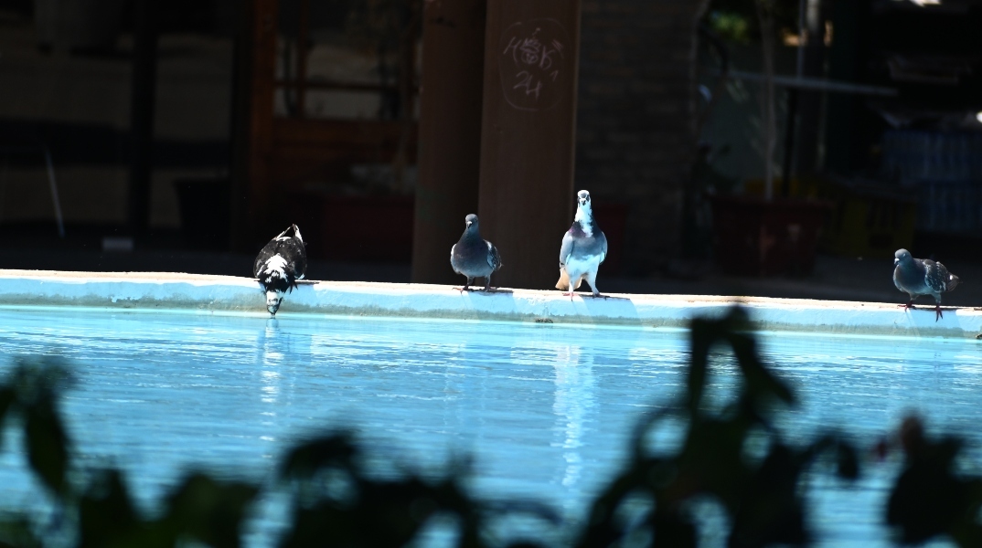 περιστερια πινουν νερο