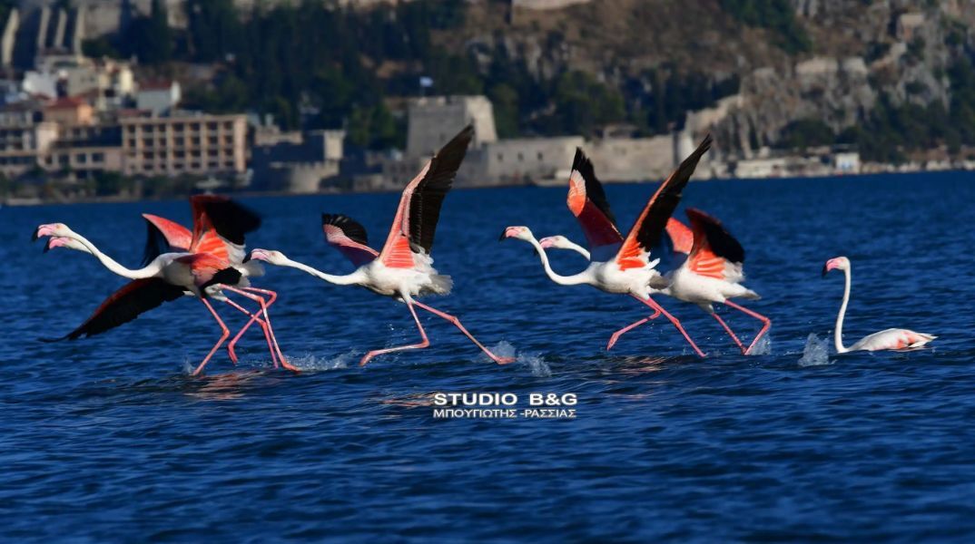 Δώδεκα πανέμορφα φλαμίνγκο χάρισαν μοναδικό θέαμα στο Ναύπλιο 
