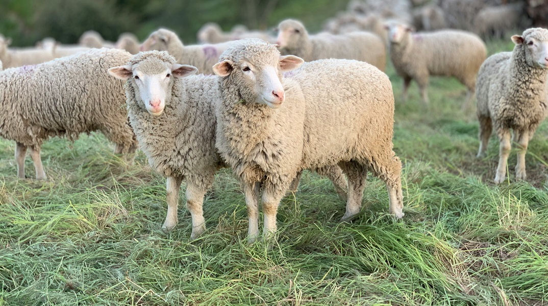 Αχαΐα: Περιοριστικά μέτρα για την αποφυγή εξάπλωσης της πανώλης των μικρών μηρυκαστικών