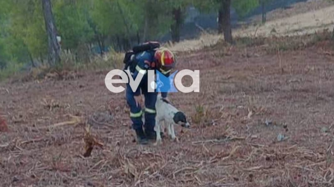Φωτιά στην Εύβοια: Πυροσβέστης έσωσε σκυλάκι μέσα από το δάσος
