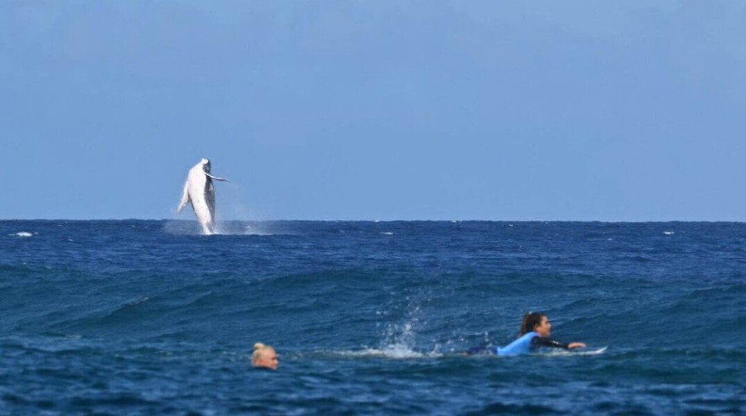 Στον ημιτελικό του surf στους Ολυμπιακούς Αγώνες μια φάλαινα έκλεψε την παράσταση