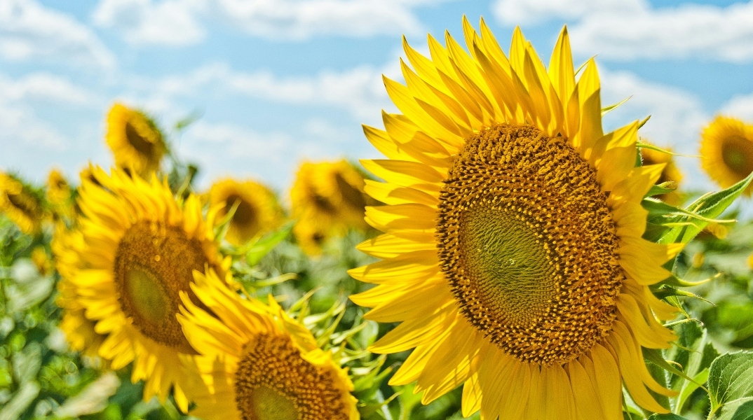 ηλιοτροπια