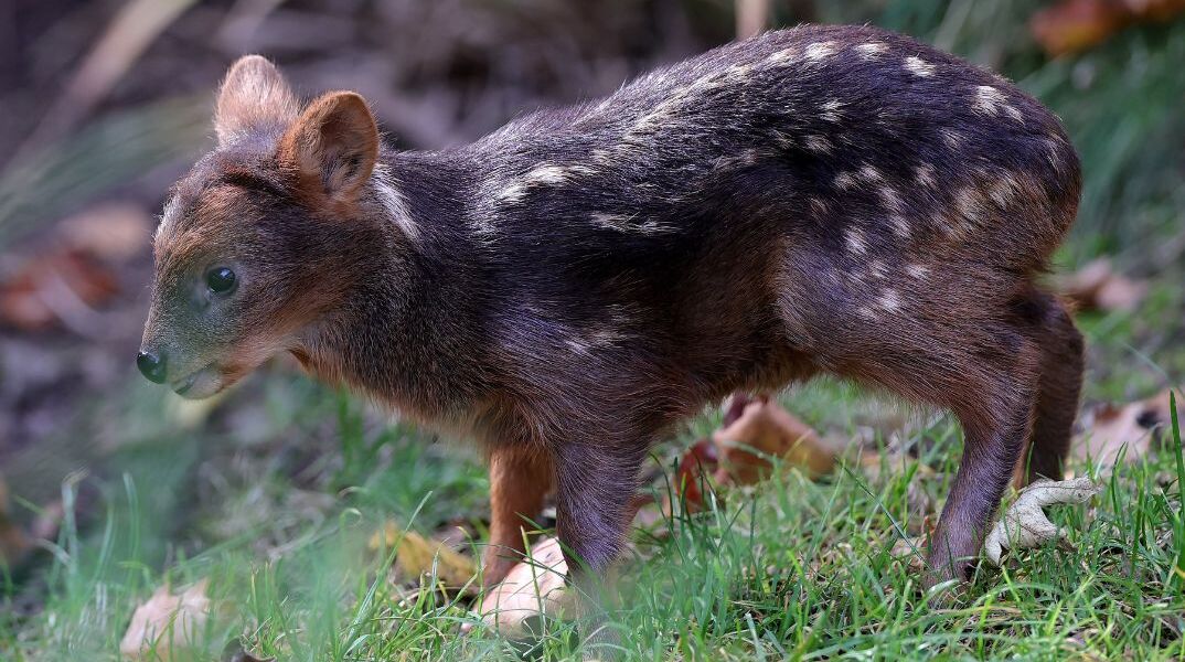 Μικροσκοπικό ελάφι στο μέγεθος καρπουζιού σε ζωολογικό κήπο της Νέας Υόρκης
