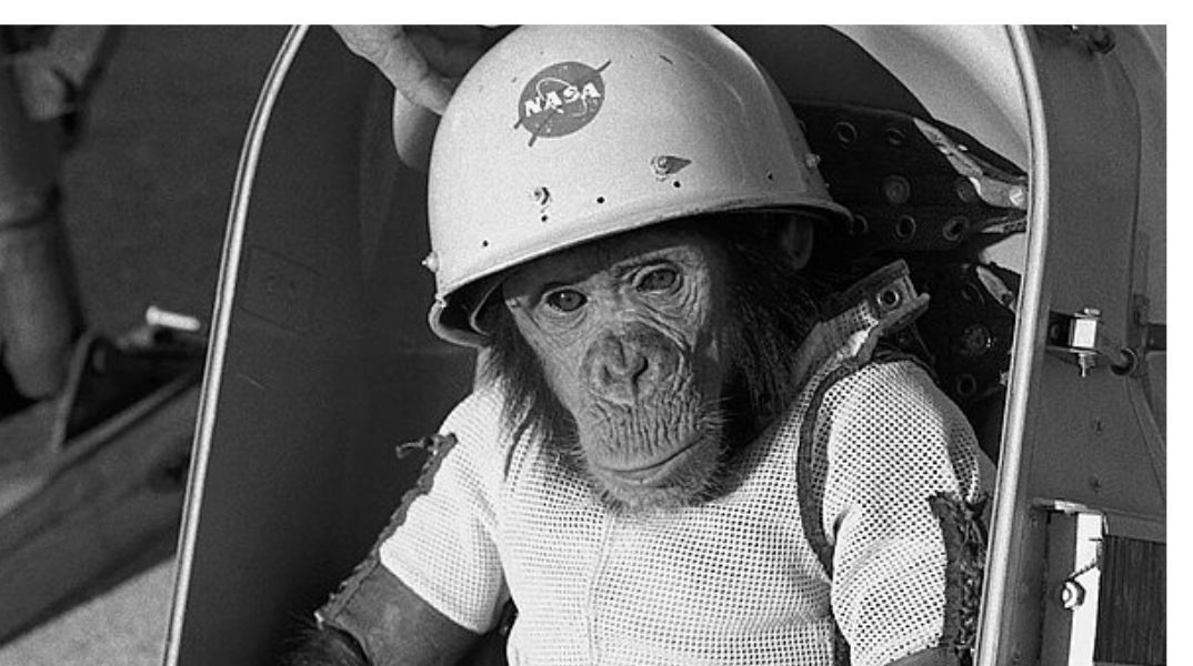 Πίθηκοι και σκύλοι μπήκαν σε πολλές διαστημικές αποστολές