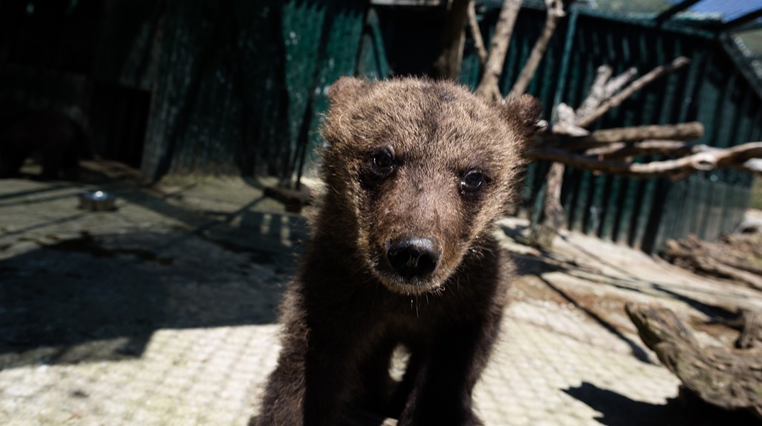 Φλώρινα: Δύο νεκρά αρκουδάκια σε τροχαίο - Η μητέρα τους εντοπίστηκε λίγα μέτρα μακριά