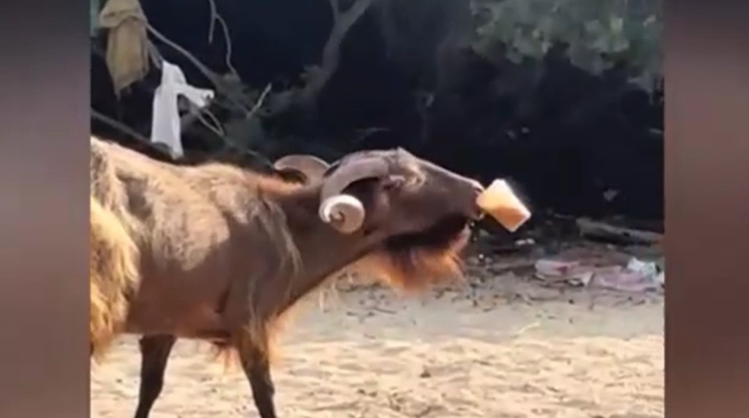 Διψάσμενος τράγος σουλατσάρει σε παραλία στα Σύβοτα με freddo espresso